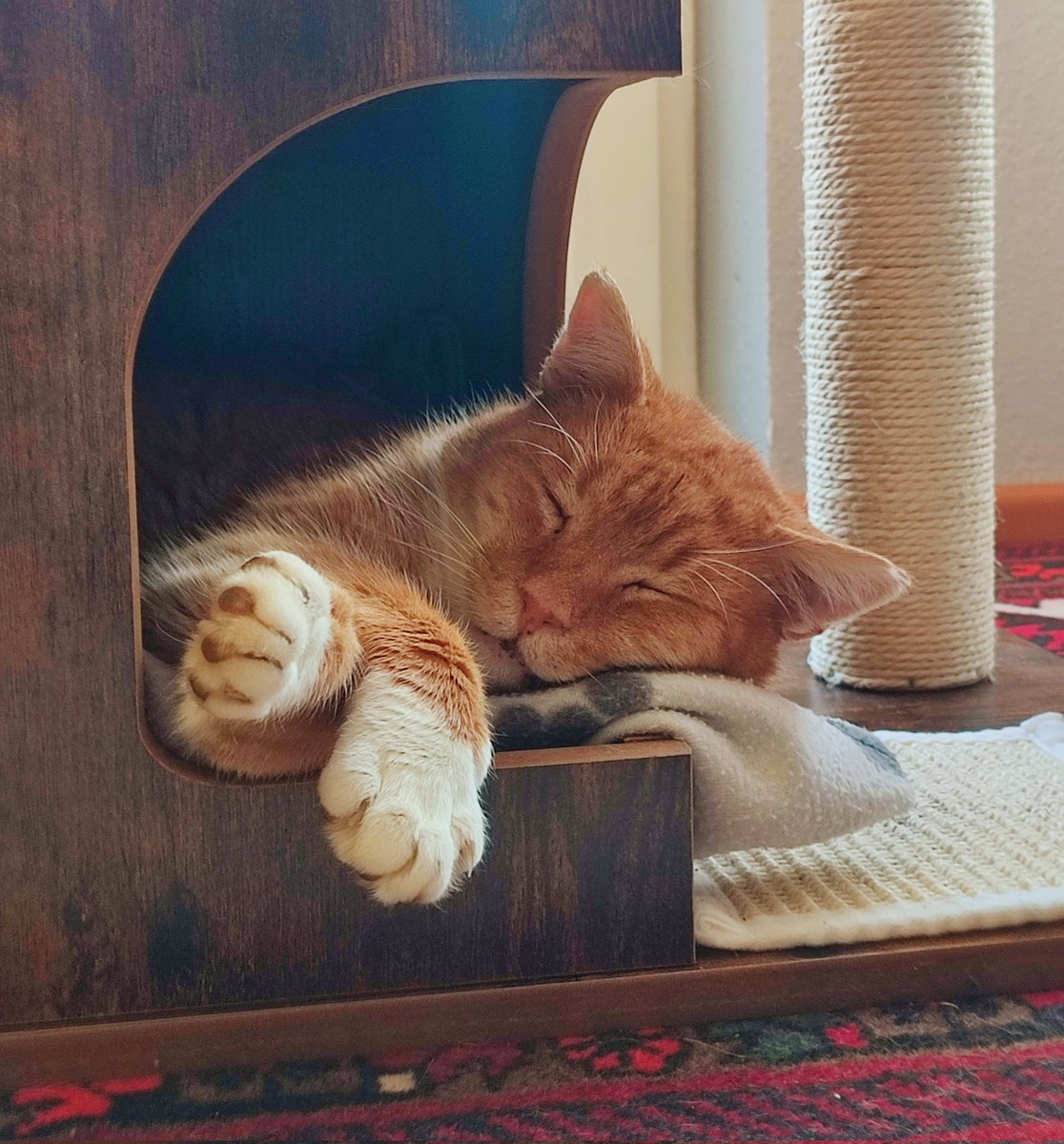 FoggyViolet's tweet photo. Der Chilistreuner wünscht euch allen einen entspannten Sonntag. 💫💕😸 https://t.co/KACMmgFnlF