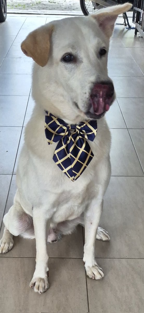 luvain's tweet photo. Lucky's birthday, and this is him when he saw his cake! #dogs https://t.co/ub4i9jFoLo