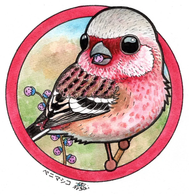 缶バッジのリクエストがあったベニマシコを描いてみました。 