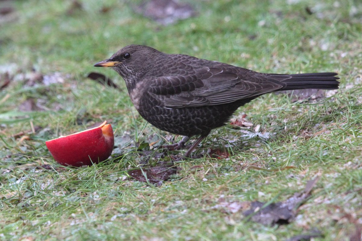 Ring Ouzel in Kinbuck, Upper Forth yesterday and today. Unexpected!