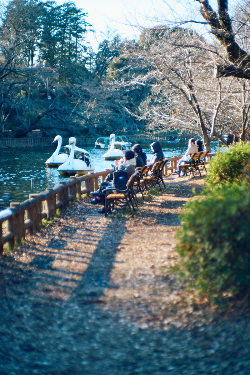 KannistoJuha's tweet photo. Yesterday I enjoyed a long walk around Kichijoji / Inokashira Park with my Sony A7CII & #MSOptics #Sonnetar 73/1.5. The weather was very clear & sunny & photogenic. Enjoying the 3-day weekend. More: https://t.co/KraguEE3DY https://t.co/vPabaYSf81