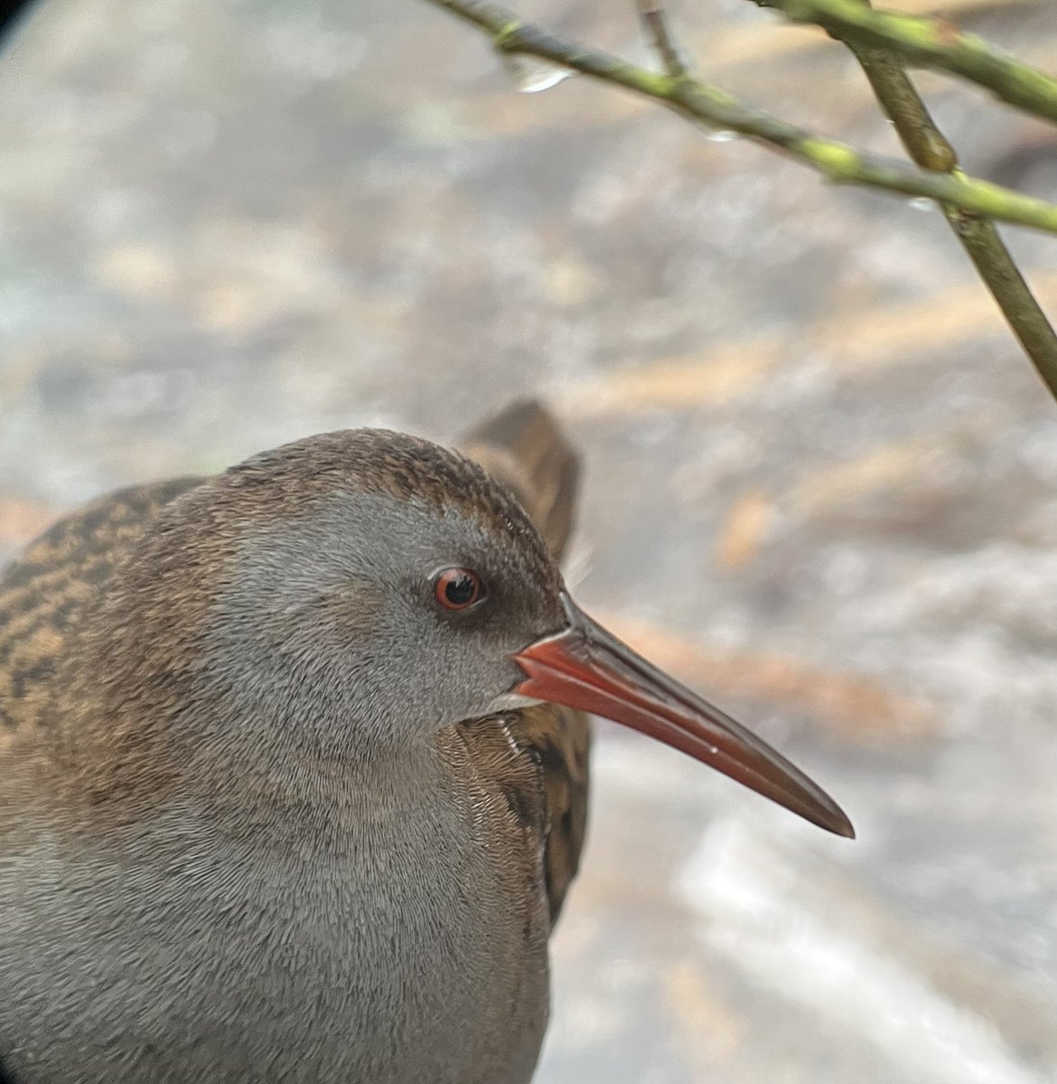 andybennett50's tweet photo. Starting to thaw at Aqualate, small hole in ice containing tufties, wigeon, shoveler, teal &amp; nice views of water rail from hide…too close for decent phone scoped picture! Also Red Kite from car park. @Staffsbirdnews https://t.co/7GHMXBoWV6