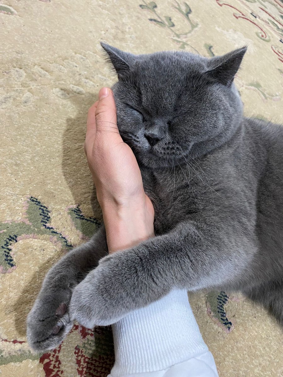 2 buçuk yaşında british
Dişi kısır
Bakamıyorlarmış. lütfen yuva bulalım çok yazık. Yoksa sokakta ölür
Medical Point Hastanesi'nin orda ev. Örnekköy #kedisahiplendirme #izmir #izmirkedisahiplendirme #kedi