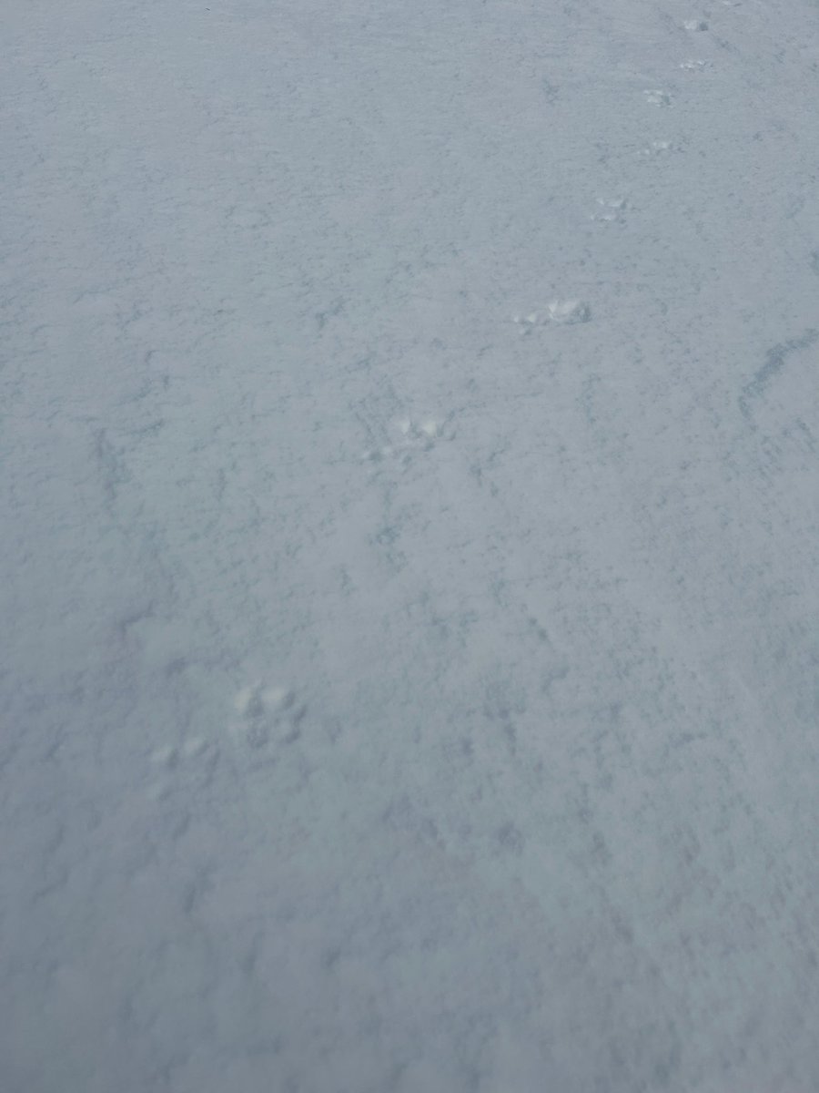 Found these tracks at 980m on the Carneddau, Eryri. <a href="/Gameandwildlife/">The Game & Wildlife Conservation Trust</a> any idea what they are? Initial thought fox cub, but was thinking maybe Mink, as they have been in Ogwen Valley for years
#carneddau #animaltracks