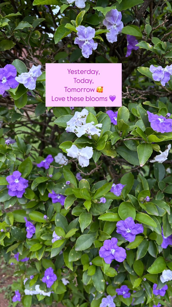 Teacher_Tracy_'s tweet photo. Beautiful Saturday, with beautiful friends 🥰 “it feels like summer!” 🤣🤣😮‍💨 #SaturdayVibes #highschool #girlfriends #SummerVibes #HappNewYear #January2025 #pooltimefun #vibewithtribe ⛱️☀️ https://t.co/4DHRo3D5GV