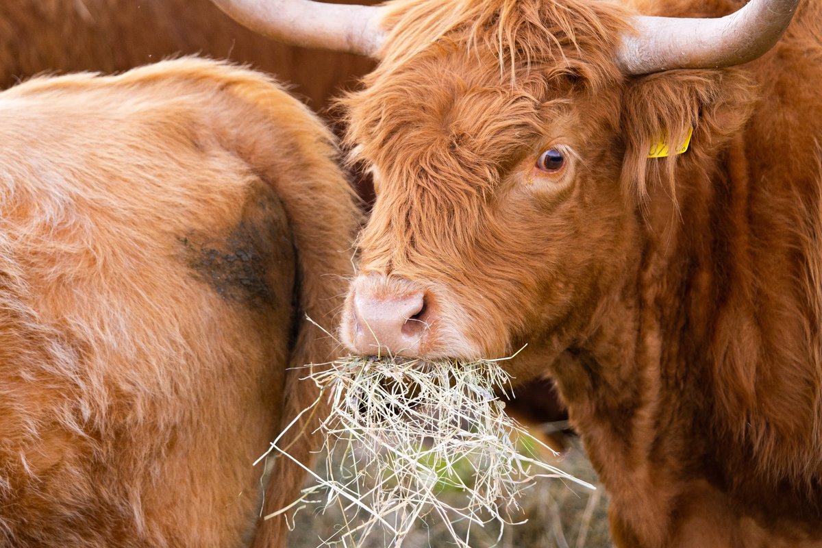 Hoogwater hoort bij de winter: onze kuddebeheerders die werken langs de grote rivieren krijgen er jaarlijks mee te maken. 🐂❄️ Lees op onze website hoe de voorbereidingen op een hoogwaterpiek verlopen:

freenature.nl/nl/nieuws/2025…