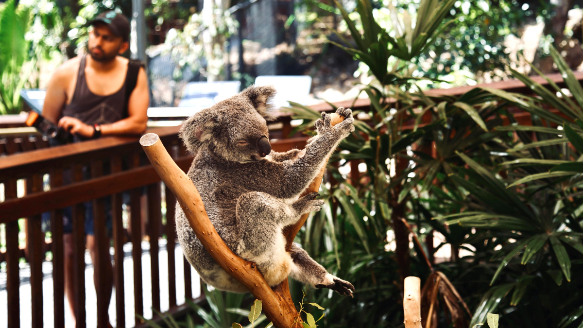Planning a dream Getaway in 2025? 😎🧳

Don't forget to think about your potential impact on animals. Take a look at our quick guide to Animal Friendly Tourism ↘️ wildwelfare.org/animal-friendl… 

✅What to do ❌What to avoid
🐾And what to consider before and during your #vacation!👇