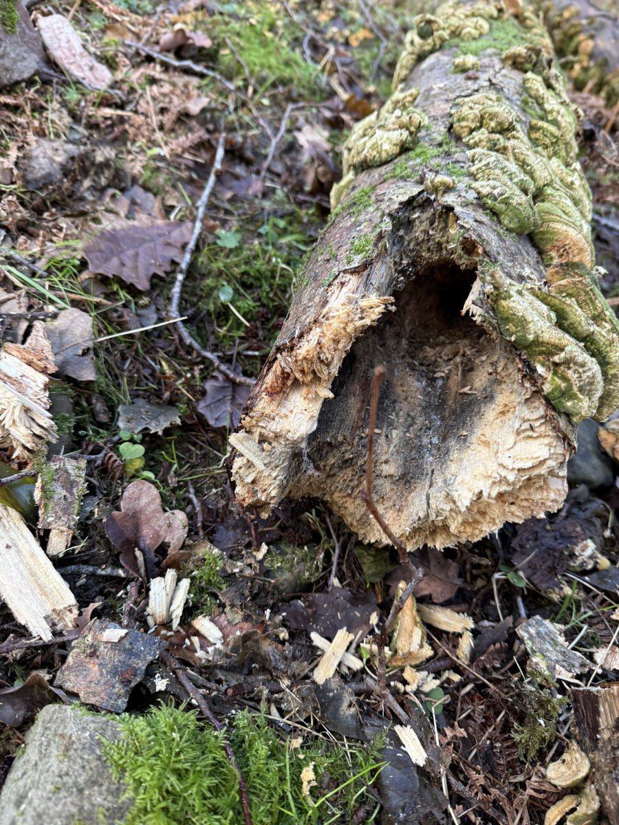 blackdownbirder's tweet image. This is a LSW nest chamber from last year which has come down in the Winter, seen on a Quantock walk this morning @lesserspotnet