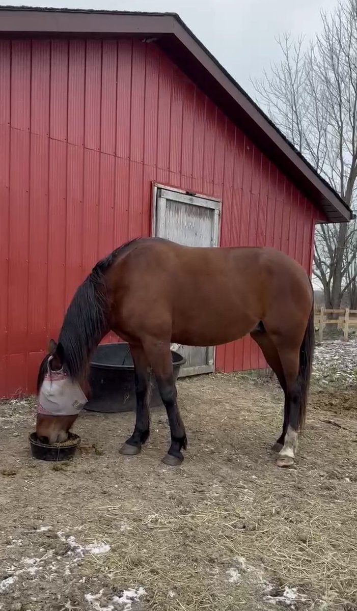 Meet Mama, an 8-year-old, 16hh mare with a big heart and vision for greatness! Perfect as a companion or potential riding partner. 🐴 Learn more: [facebook.com/share/p/1Da1qx…]
