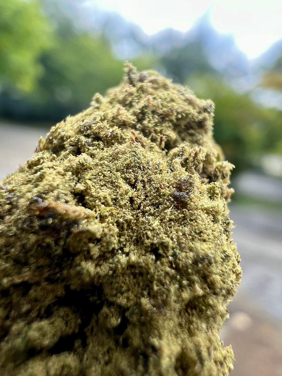 ripkittyrecords's tweet photo. 🔥 Sour Brûlée HHC Hemp Flower is straight fire! 🌿 Balanced hybrid, citrusy-gassy vibes, & drenched in HHC for that perfect high. 15.8% cannabinoids, 2.2% terps. Get it now: https://t.co/7KmWw2NvSq #HHCFlower #RipkittyStyle #CBD #CannabisCommunity #Hemp https://t.co/B2OMbJq6vi