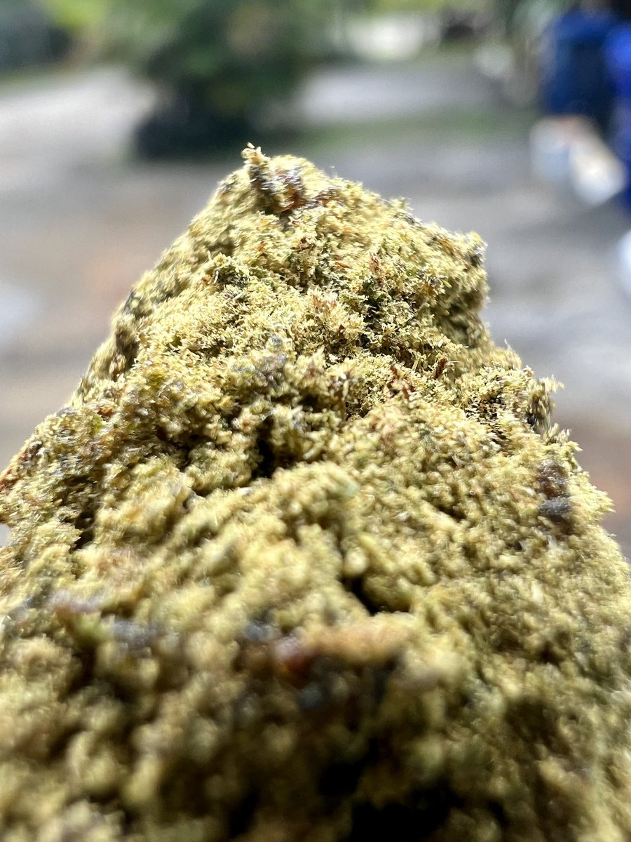 ripkittyrecords's tweet photo. 🔥 Sour Brûlée HHC Hemp Flower is straight fire! 🌿 Balanced hybrid, citrusy-gassy vibes, & drenched in HHC for that perfect high. 15.8% cannabinoids, 2.2% terps. Get it now: https://t.co/7KmWw2NvSq #HHCFlower #RipkittyStyle #CBD #CannabisCommunity #Hemp https://t.co/B2OMbJq6vi