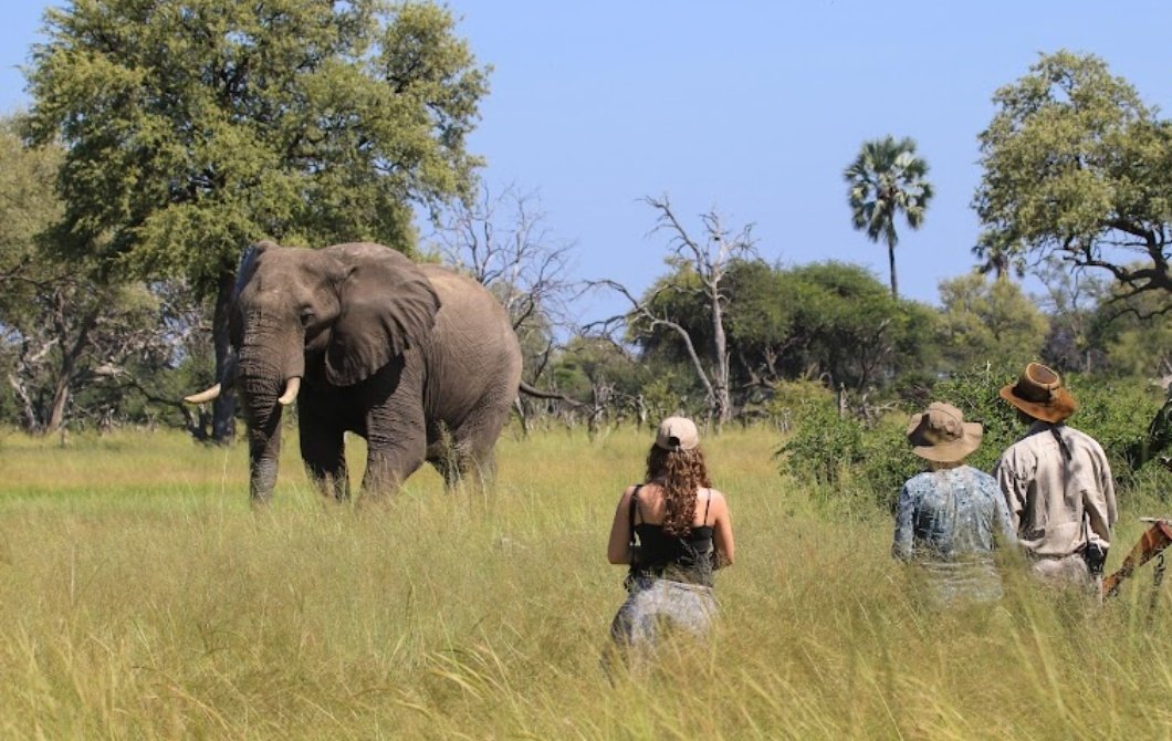 CurateZimbabwe's tweet photo. Imvelo Safari Lodge, located in Hwange National Park, Zimbabwe, offers an eco-friendly and immersive safari experience. Situated in a prime wildlife area, the lodge provides luxury tents and chalets designed to blend with nature. 

Guests can enjoy game drives, walking safaris, and unique activities like visiting an elephant sanctuary or spending the night under the stars. Imvelo is committed to conservation, partnering with local communities and organizations to protect wildlife and restore habitats. 

The lodge’s focus on sustainability ensures that visitors contribute to the preservation of this iconic park. With its exceptional service, stunning wildlife, and dedication to environmental responsibility, Imvelo Safari Lodge is a top choice for those seeking an unforgettable African adventure.

#Zimbabwe #Zimbabweans #VisitZimbabwe #Safari #HwangeNationalPark #Ecotourism 
#WildlifeWonders
#WildlifeConservation 

Copyright 
Photos courtesy of Imvelo Safari Lodge

https://t.co/Jn1tU7GTbS
@ImveloSafariLod