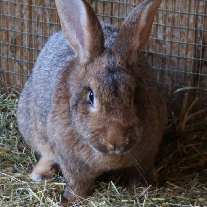 mkulima_local's tweet photo. Umewahi kufikiria kuhusu ufugaji wa sungura?

Hapa kuna aina tofauti za kuzingatia:
1. New Zealand 
2. California White 
3. Flemish Giant 
4. NewZealand  etc, etc

#mkulimalocal #rabbitfarming https://t.co/WCIpz5c8xy
