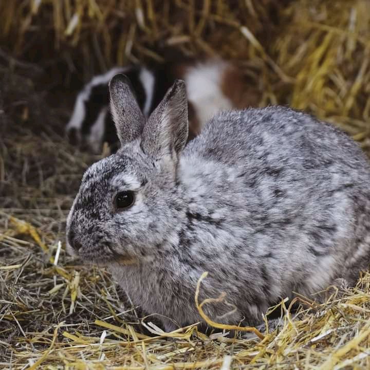 mkulima_local's tweet photo. Umewahi kufikiria kuhusu ufugaji wa sungura?

Hapa kuna aina tofauti za kuzingatia:
1. New Zealand 
2. California White 
3. Flemish Giant 
4. NewZealand  etc, etc

#mkulimalocal #rabbitfarming https://t.co/WCIpz5c8xy