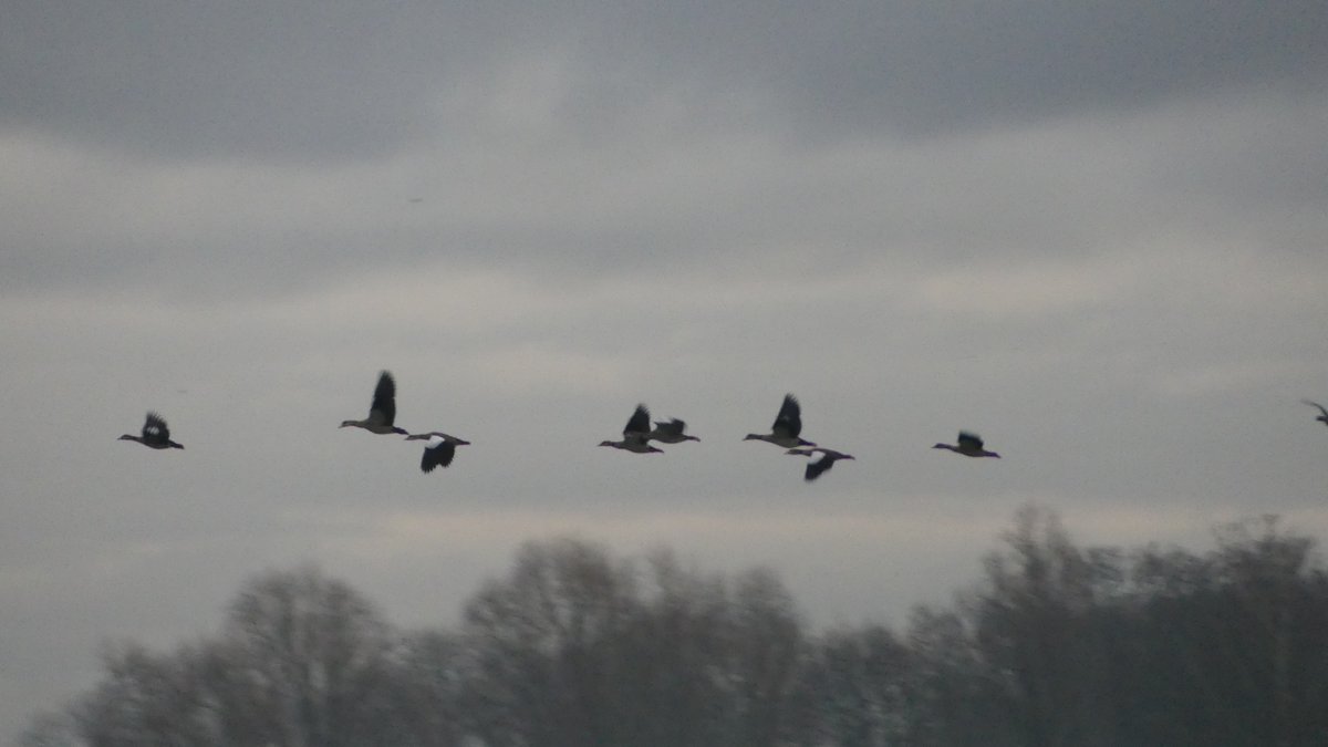 TaxFrancien's tweet photo. Vogels  in Roosendaal @Weerplaza @weeronline @_weernl @HartvNL @omroepbrabant https://t.co/Mab8rEd67D