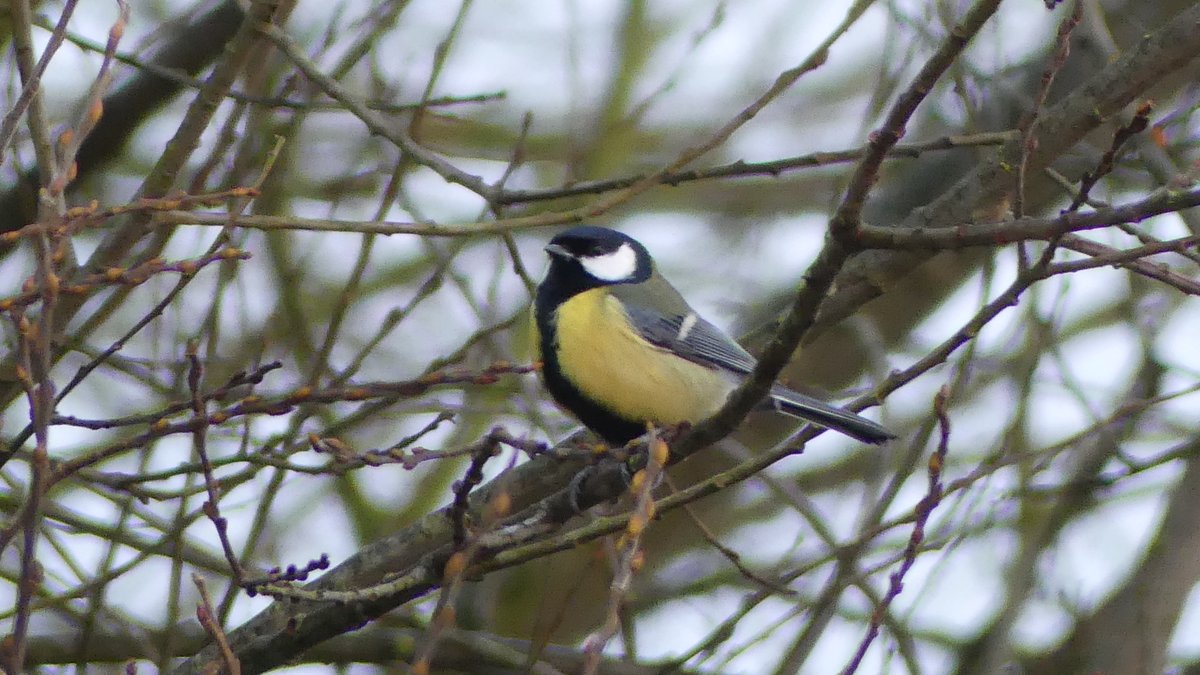 TaxFrancien's tweet photo. Vogels  in Roosendaal @Weerplaza @weeronline @_weernl @HartvNL @omroepbrabant https://t.co/Mab8rEd67D