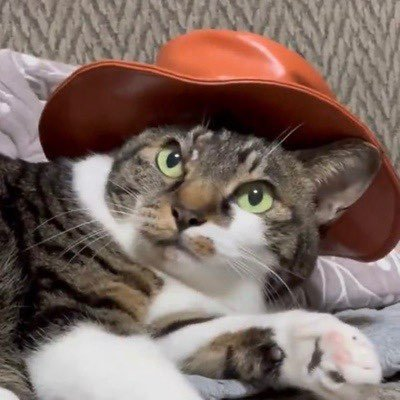 cat wif hat loves dog wif hat

does dog wif hat love cat wif hat?

members of the same family should stand up together

$WIF x $CWH will melt faces