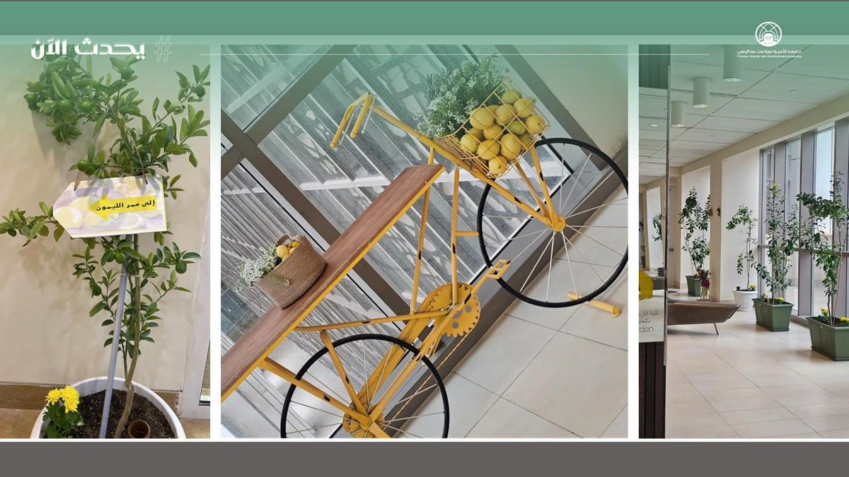 pnu_live's tweet photo. #يحدث_الآن:
تنظم كلية التربية والتنمية البشرية، ممثلة بقسم الطفولة المبكرة، فعالية مبادرة افتتاح ممر الليمون لدعم التربية الخضراء، بالتعاون مع خبيرة الزراعة أ. نهى البدر.
#جامعة_الأميرة_نورة
#PNU https://t.co/4j3sddAFoe