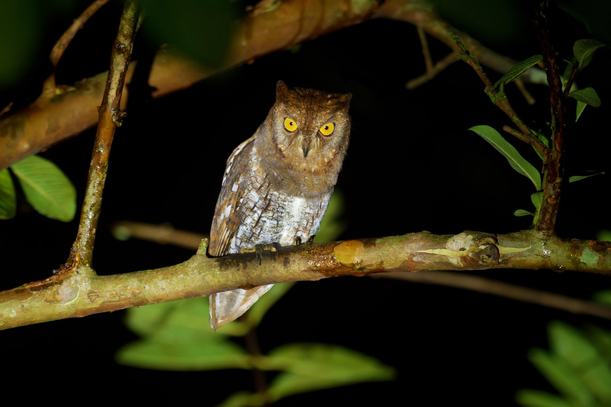 ShivaJmc12's tweet photo. The Night Vision!๐ฆ
#Orientalscopsowl @pargaien #indiaves @Natures_Voice #ThePhotoHour #BBCWildlifePOTD @AnimalPlanet @NikonUSA @Discovery @BNHSIndia @Wikipedia #BirdsOfTwitter #BirdsSeenIn2024 #NatGeoIndia @BBCEarth @WildlifeMag @worldatlas #forestbirds #owlsofindia #owllovers https://t.co/UQPcPa2xQN