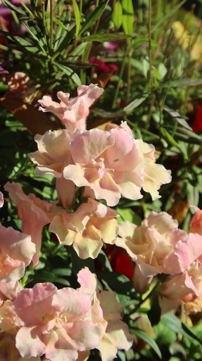 gontanokoneroku's tweet image. Snapdragon 😊

#FlowerPhotography #Antirrhinum #Snapdragon