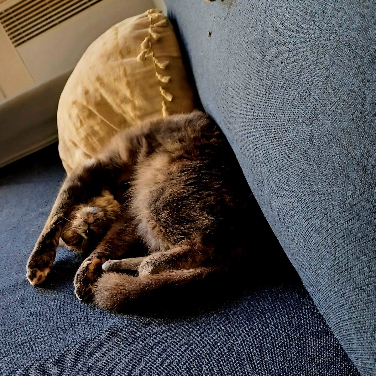 Edlepistolero's tweet image. #ligue_des_optimistes  bon dimanche  @LdOptimistes 🤗 #piuma