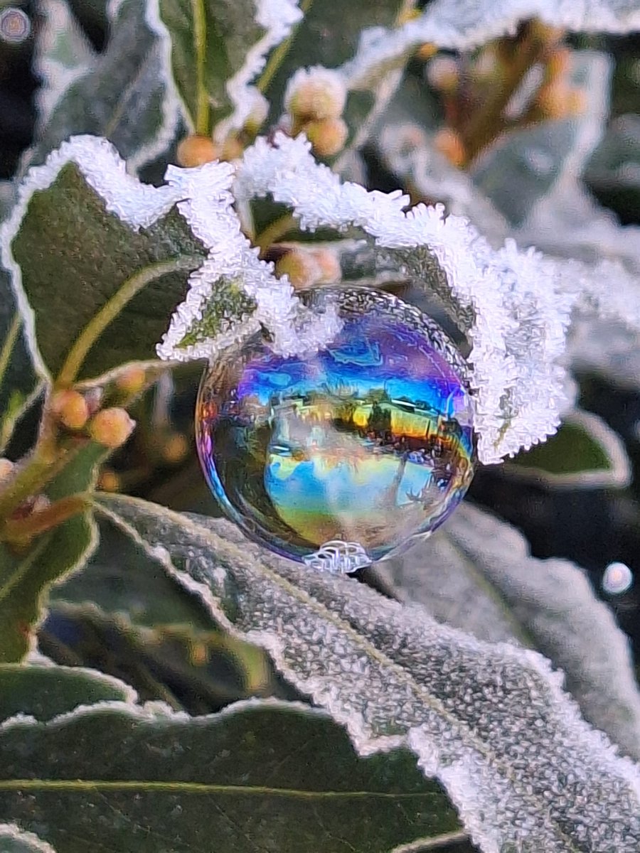 blackman_nikki's tweet photo. @LarchwoodPS the boys have been experimenting with bubbles and freezing temperatures with amazing results! 🫧 🧊 🫧 #science #bubblefun #brrrr 🥶 https://t.co/OrJ28dJgYQ