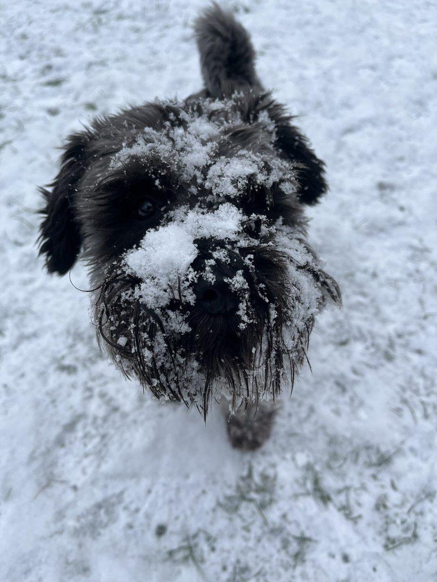 lizontheline tweet media