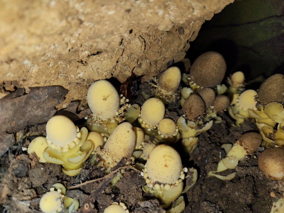 TrevorCPadgett's tweet photo. Parasitic plants are a unique (parasitic!!) and diverse (>4,500 species!!) group of plants that are ecologically important...but understudied.

Our three year study found that a rare parasitic plant in #Taiwan is an annual, not perennial. 
#Balanophora

https://t.co/Y6DFlbuo8z https://t.co/QhUo09NPz4
