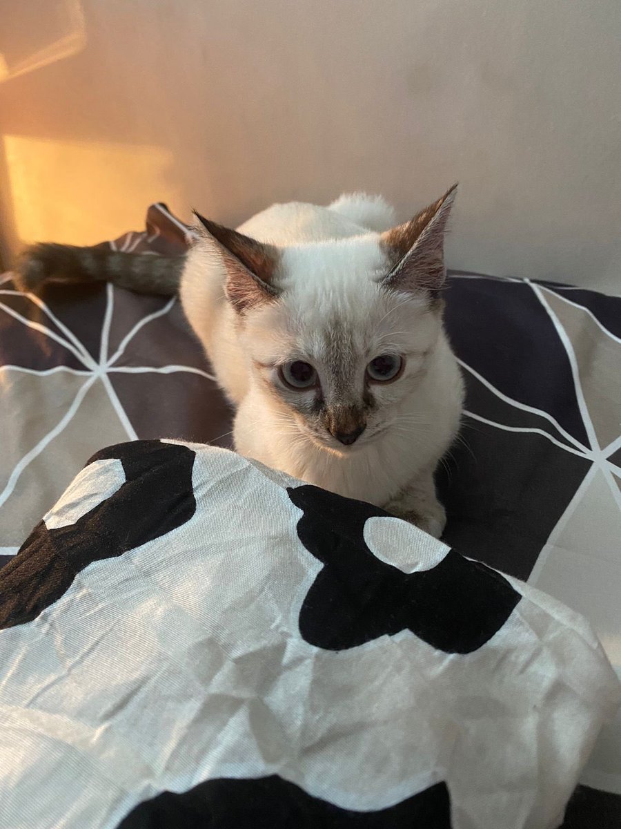 cipcippp2's tweet photo. Open adopt kucing free

Maaf guys kmrn aku sempet mikir ulang krn sbnrnya msh ga tega buat open adopt, tp makin lama jd kasian sm cimit karna aku nya makin sibuk jd makin ga kerawat😭😭 skrg aku udh bulet buat open adopt tp butuh pawrents yg bnr2 syg kucing dan bs urus ya🥲😭🙏 https://t.co/5l1xAJh2Wm
