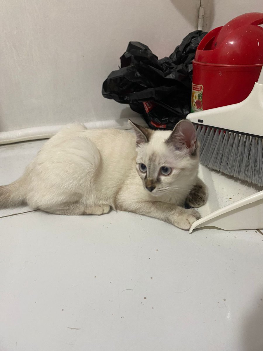 cipcippp2's tweet photo. Open adopt kucing free

Maaf guys kmrn aku sempet mikir ulang krn sbnrnya msh ga tega buat open adopt, tp makin lama jd kasian sm cimit karna aku nya makin sibuk jd makin ga kerawat😭😭 skrg aku udh bulet buat open adopt tp butuh pawrents yg bnr2 syg kucing dan bs urus ya🥲😭🙏 https://t.co/5l1xAJh2Wm