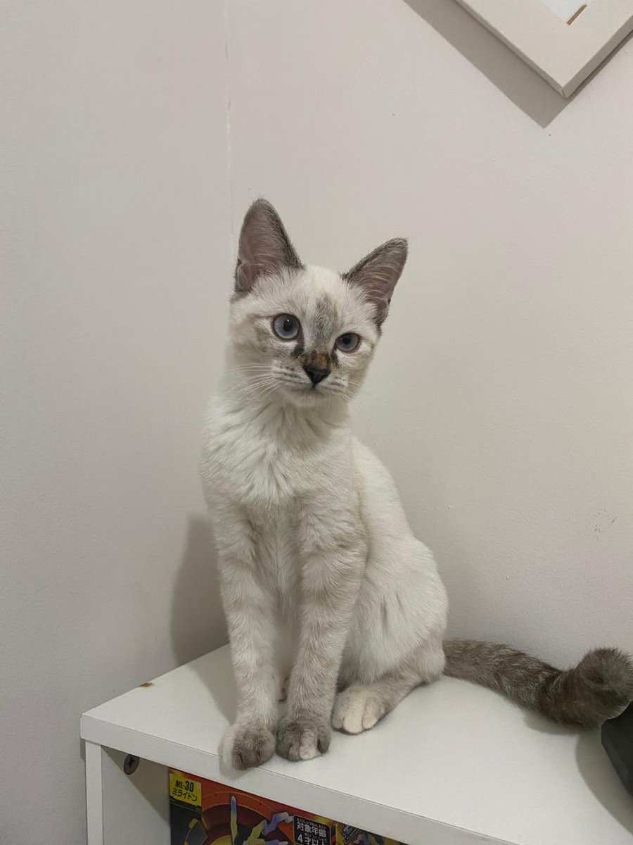 cipcippp2's tweet photo. Open adopt kucing free

Maaf guys kmrn aku sempet mikir ulang krn sbnrnya msh ga tega buat open adopt, tp makin lama jd kasian sm cimit karna aku nya makin sibuk jd makin ga kerawat😭😭 skrg aku udh bulet buat open adopt tp butuh pawrents yg bnr2 syg kucing dan bs urus ya🥲😭🙏 https://t.co/5l1xAJh2Wm