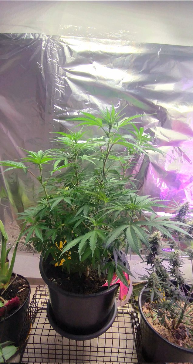 DieMietzi's tweet photo. auch noch ein bisschen braucht bis zur Ernte ...
Beleuchtung wie viele Stunden, so daß es für beide passt?
#CannabisAdvice #growyourown #cannabisculture #Autoflower #FastFlower #Weedmob
Für den nächsten grow: wie viele Stunden Beleuchtung während Keimung & "Anwuchsphase"
(2/3) https://t.co/MqWzlbHxnu