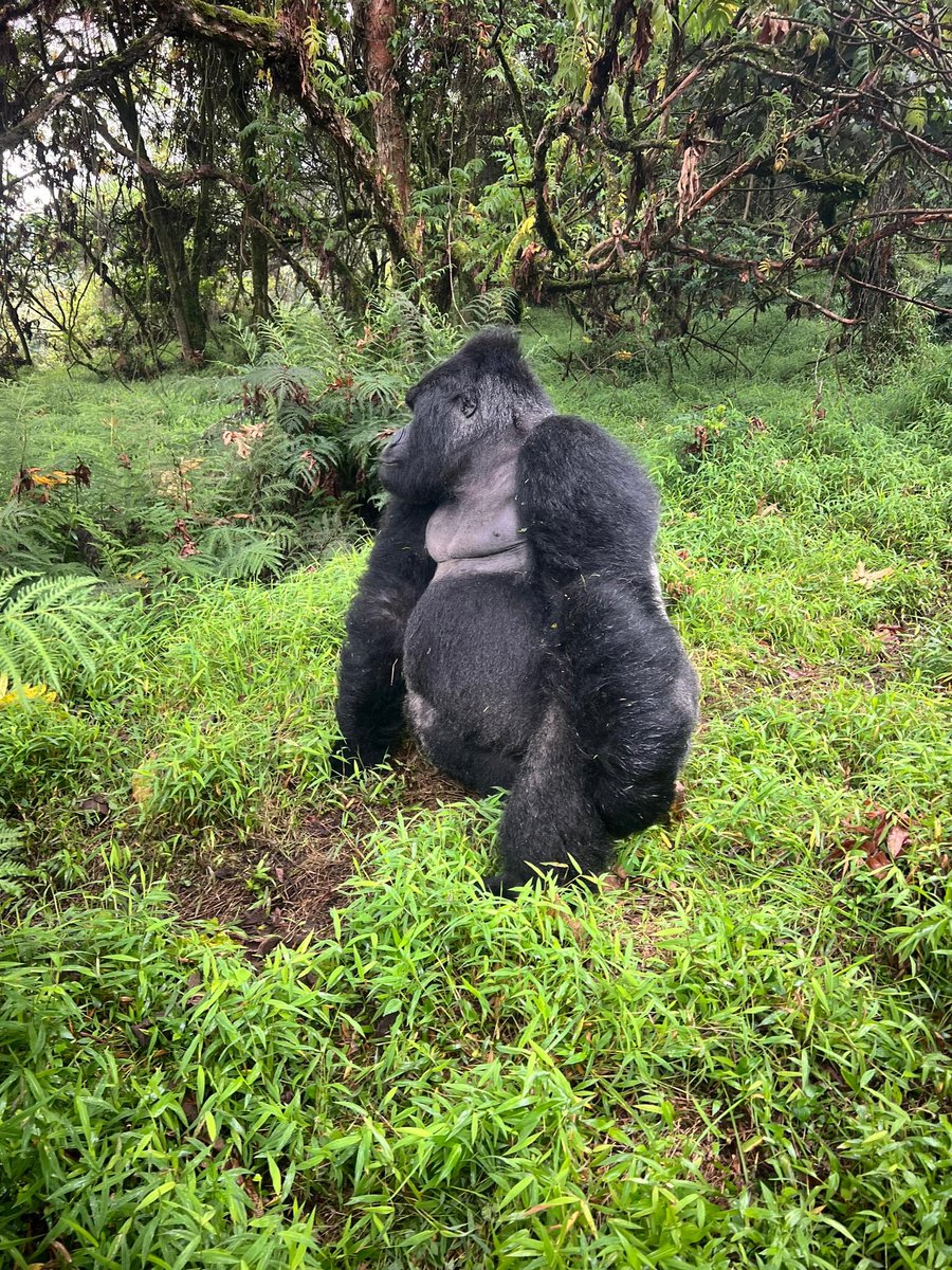 Take on your Dream trip to  Rwanda 🇷🇼 and Uganda 🇺🇬 for your amazing Gorilla 🦍. Experience.

For Inquiries; 
📧 info@gorillasineastafrica.com 
 🌐  gorillasineastafrica.com 
📲 +256-779652292