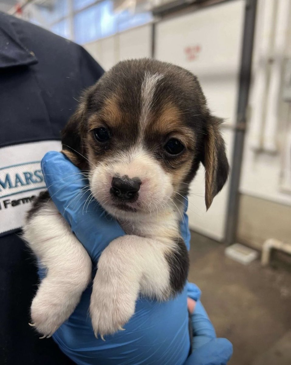 FreetheBeagles's tweet image. #StopAnimalTesting
#AnimalRights
#CrueltyFree
#SaveTheBeagles
#EndAnimalTesting
#BeagleFreedom
#BeagleLivesMatter
#EthicalTreatment
#ProtectAnimals
#AnimalAdvocacy
#BeaglesOfInstagram
#BeagleLove
#BeagleLife
#BeagleAwareness
#BeaglesAgainstTesting
#BeagleRescue