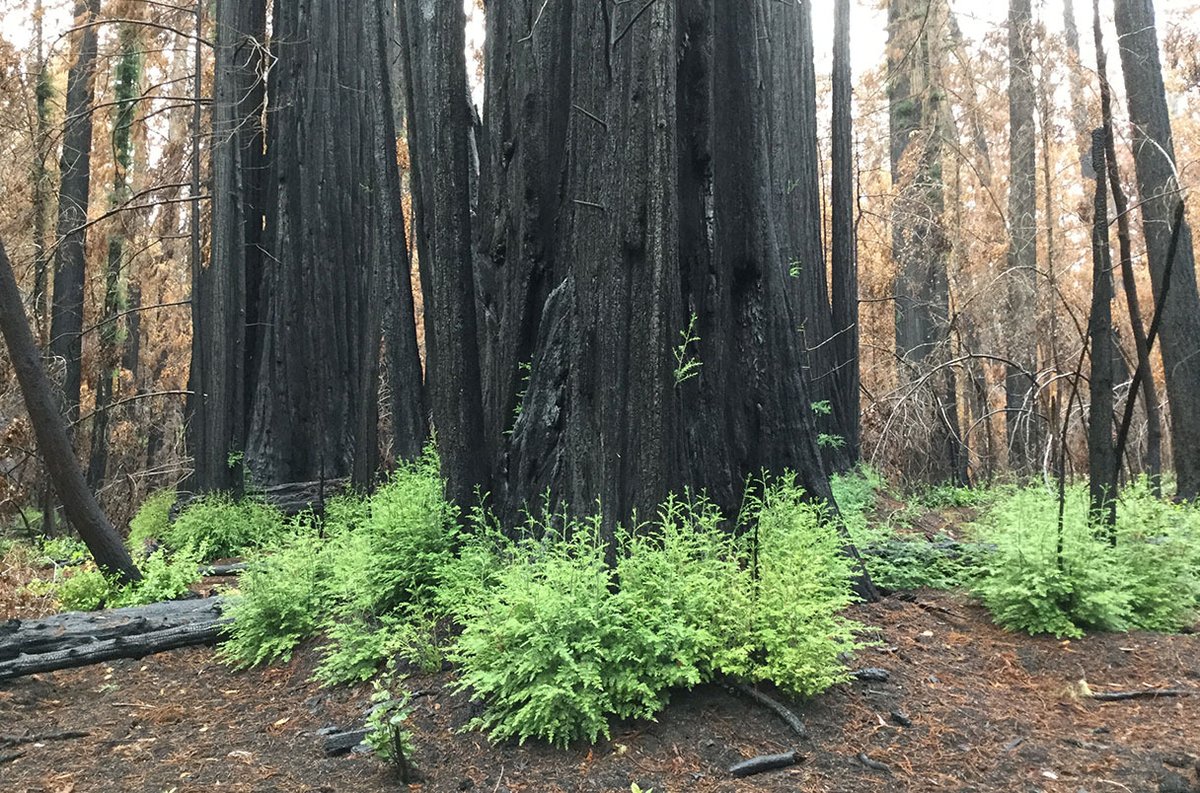 arboles_magicos's tweet photo. Ahora que estamos todos hablando de incendios y de California es un buen momento para recordar por qué las sequoyas tienen tantísimo éxito evolutivo en un clima propenso a los incendios forestales: 
LAS SECUOYAS ANTIGUAS SE RECUPERAN DEL FUEGO HACIENDO BROTAR BROTES DE 1000 AÑOS DE ANTIGÜEDAD. Va hilo: 👇