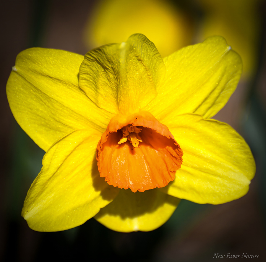 KerriFar's tweet photo. “Some beautiful morning she will just wake up and find it is Tomorrow. Not Today but Tomorrow. And then things will happen ... wonderful things.” ― L.M. Montgomery - #SundayYellow #SpringMemory #NewRiverNature #FlowerLovers #FlowersOnX #NatureTherapy #NaturePhotography https://t.co/eHSrTAtm8y