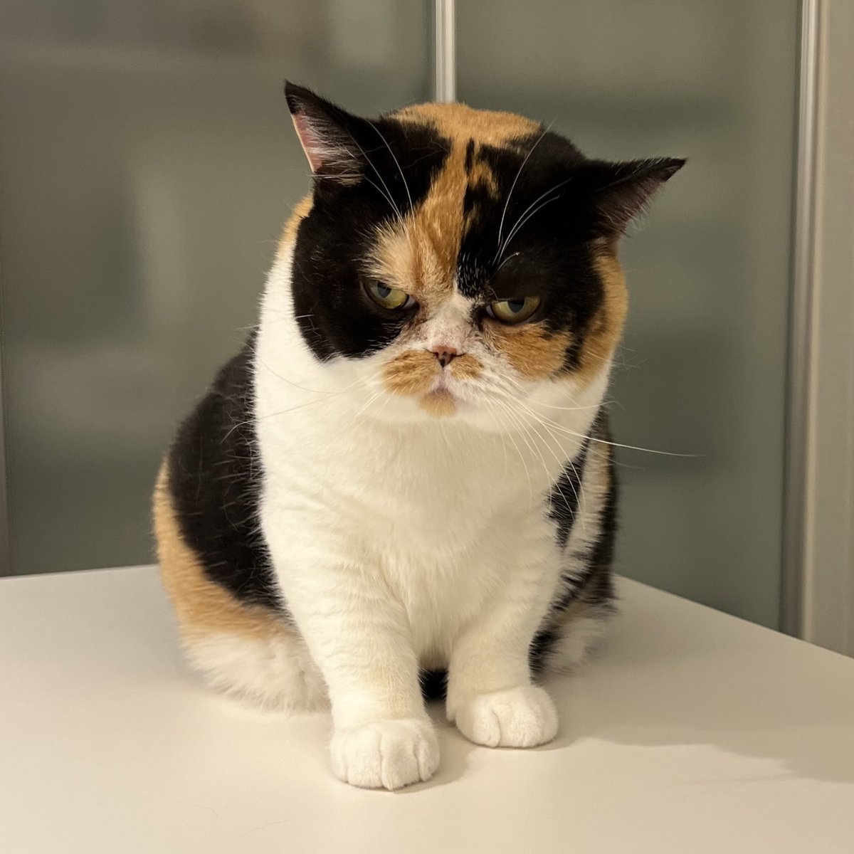 Post by おあげ🍘 on X: 生後2ヶ月→3歳