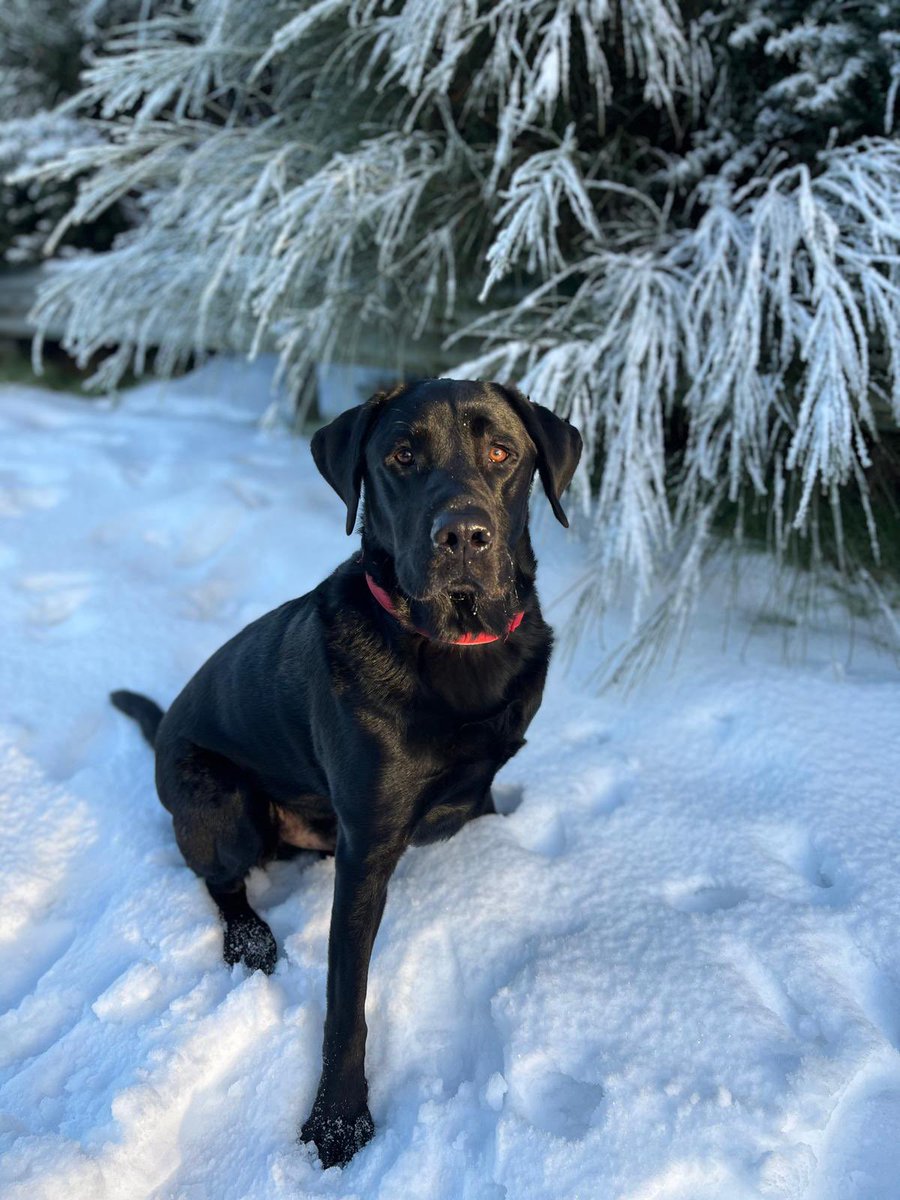 bert mackay tweet media