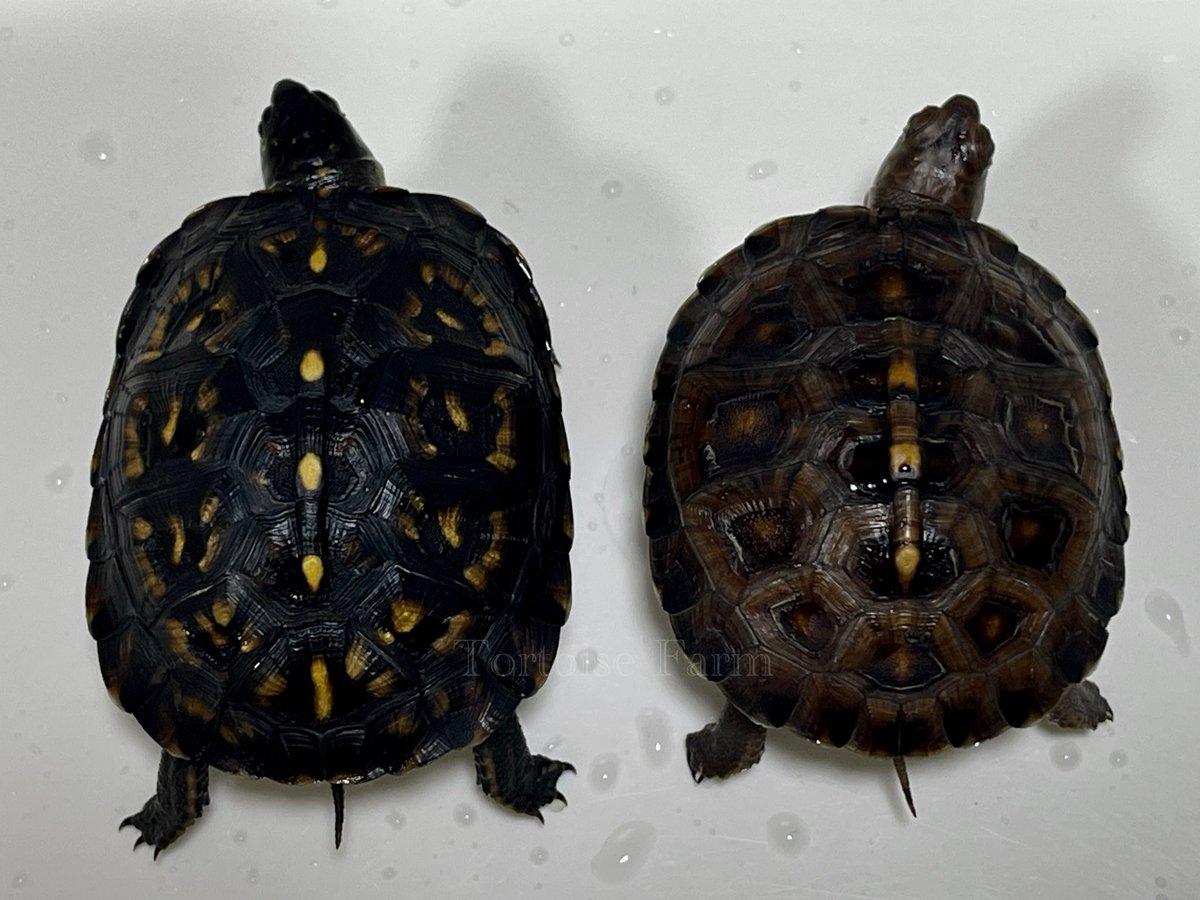 ブラック系トウブ(右)
ブラック系ガルフ(左)
の比較⚫️

トウブも黒いけど
ガルフの黒さが際立つ✨

#トウブハコガメ
#ガルフコーストハコガメ
#ブラックトウブ
#ブラックガルフ
#ジェットブラックガルフ
#ハコガメ
#Easternboxturtle 
#Terrapenecarolinacarolina
#Terrapenecarolinamajor