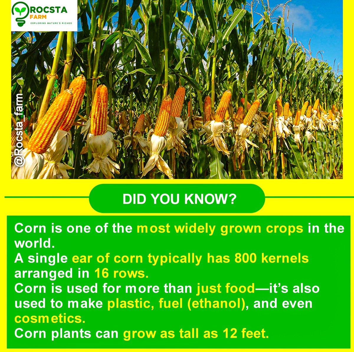 Rocsta_farm's tweet photo. Exploring Nature's Riches 
Comment, Like &amp; Repost.
Follow @Rocta_farm for daily farming Tips.
#farmexplore #nature #maizefarm #SustainableAgriculture #farmfact #maize https://t.co/DiRFVqLAl1