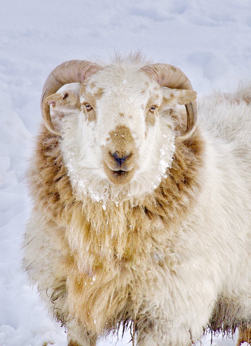 A snowy smiley ram yesterday. I was behind a fence when I took this - I’ve been fooled by smiling rams before!