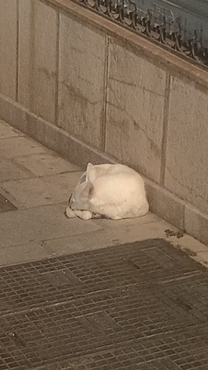 ArcadelTorcal's tweet photo. ATENCIÓN #ANTEQUERA!!
Este perro macho lleva muchos días deambulando por las calles de #Antequera (Málaga).
Alguien lo ha perdido, lo está buscando o lo reconoce?
Se ruega difusión. Gracias.
CONTACTO: Arca del Torcal móvil 637 17 60 58 (WhatsApp). https://t.co/Vnf6Tm0dUG