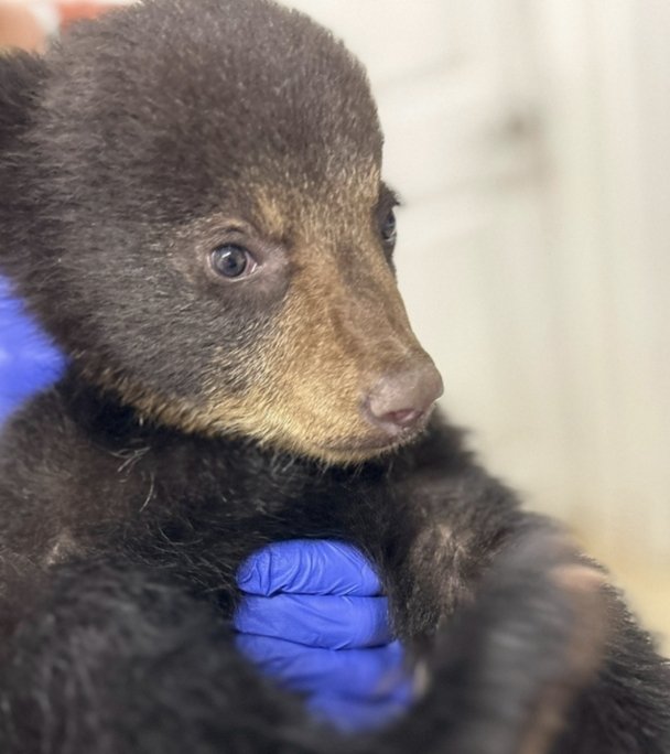 The Rescue and Release of a Black Bear Cub

In a story that underscores the importance of respecting wildlife, a black bear cub was rescued in North Carolina after being pulled from a tree by individuals who wanted to take selfies with it. The cub was later found to be abandoned