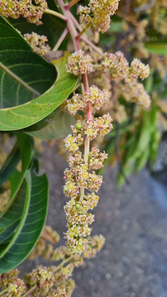 Chiragkapuriya's tweet image. If you wonder what baby mangoes look like😬 #MangoFarm #Kesar