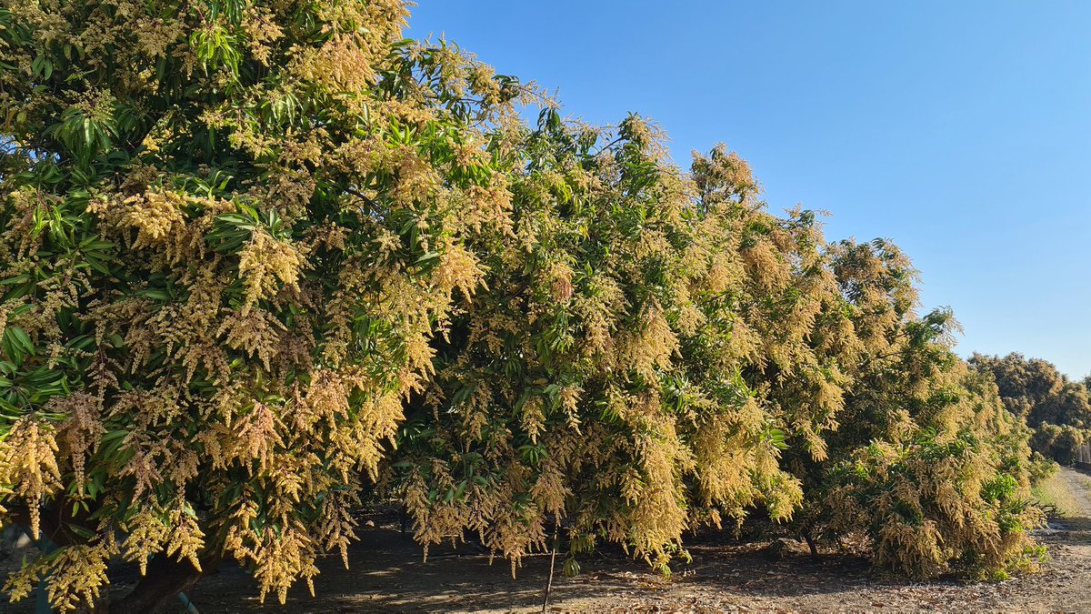 Chiragkapuriya's tweet image. If you wonder what baby mangoes look like😬 #MangoFarm #Kesar