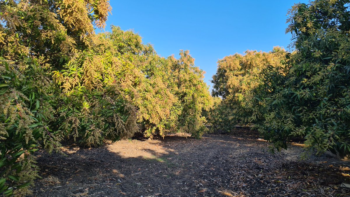 Chiragkapuriya's tweet image. If you wonder what baby mangoes look like😬 #MangoFarm #Kesar