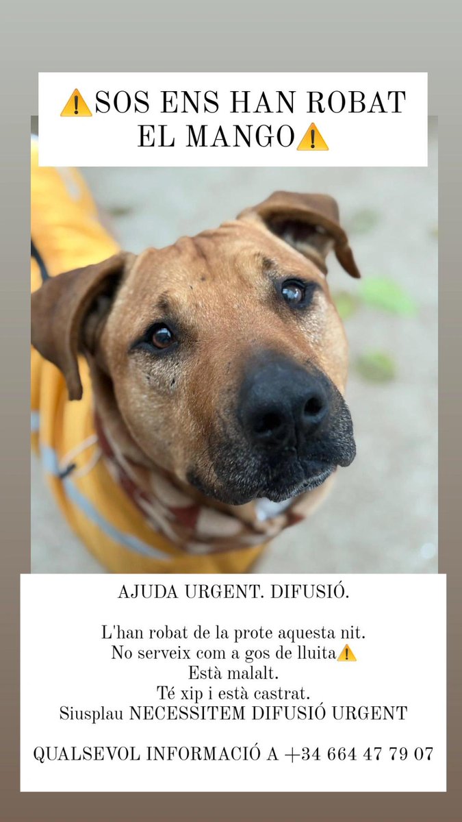 areagossosbdn's tweet photo. 🆘🆘¡¡ATENCIÓN!!🆘🆘
MANGO ha sido secuestrado esta madrugada de la protectora Abam i Apropa't de #Montgat #Tiana.
Han entrado rompiendo la valla y se lo han llevado.
Posiblemente como sparring para pelea de perros. Empieza la temporada.
Pedimos máxima difusión 🙏
📣📣📣
@mossos https://t.co/4nDtDmWBJf