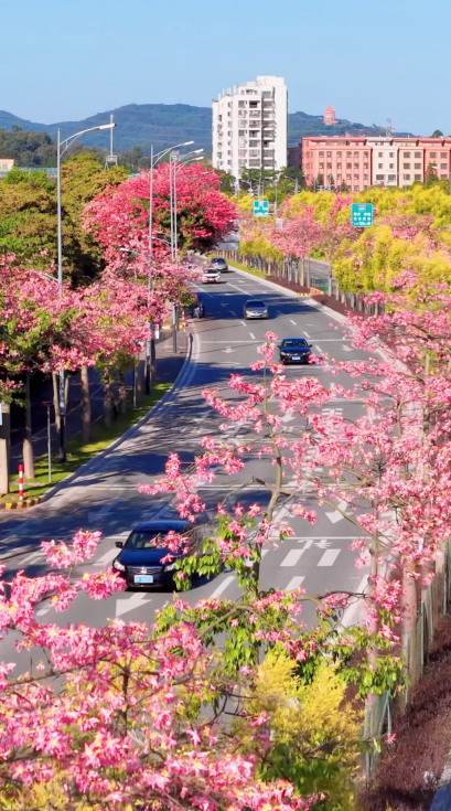 May39502446's tweet photo. A bright day #flowers #nature #Guangzhou #Guangdong #China #flower #cuteflower #cuteflowers #iloveflower #iloveflowers #plants #leaves #floral #blossom #blossoms #rose #autumn #winter #spring #summer #plant #garden #photography https://t.co/LOIEvkxdZs