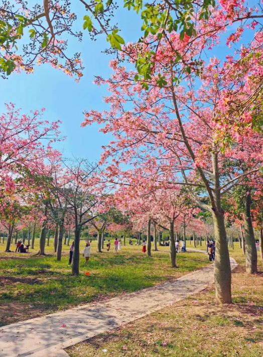 May39502446's tweet photo. Go hiking today. 
#flowers #nature #Guangzhou #Guangdong #China #flower #cuteflower #cuteflowers #iloveflower #iloveflowers #plants #leaves #floral #blossom #blossoms #rose #autumn #winter #spring #summer #plant #garden #photography https://t.co/MkqV280Tun