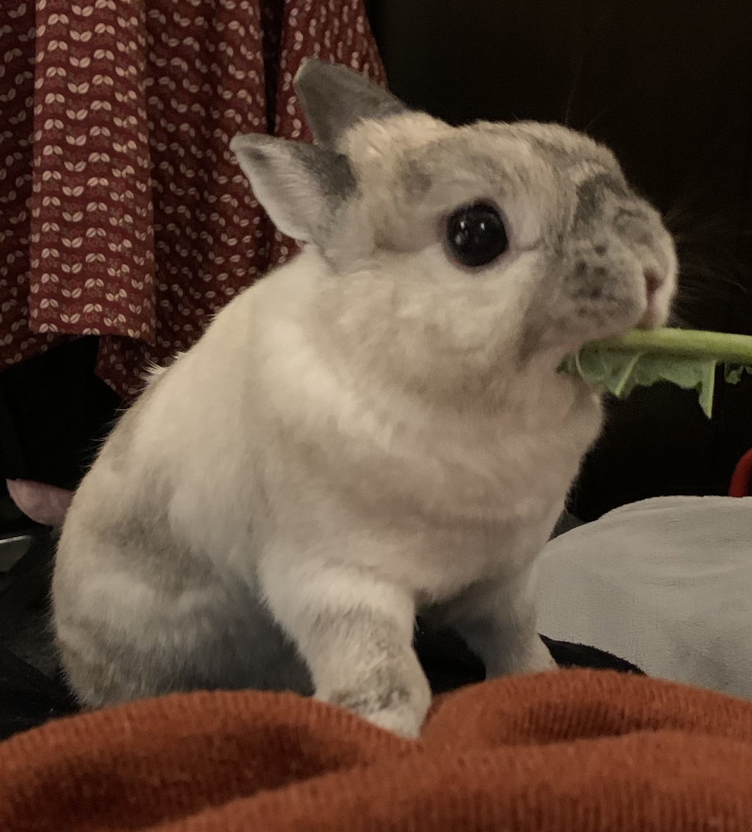 困り眉みたいな顔になってる😥